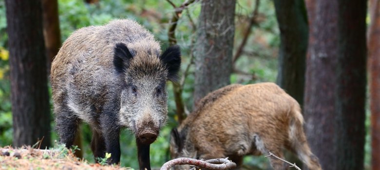 Wildschweine im Wald